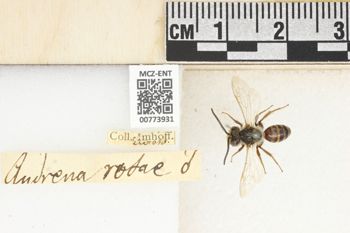 Media type: image;   Entomology 773931 Aspect: Labels